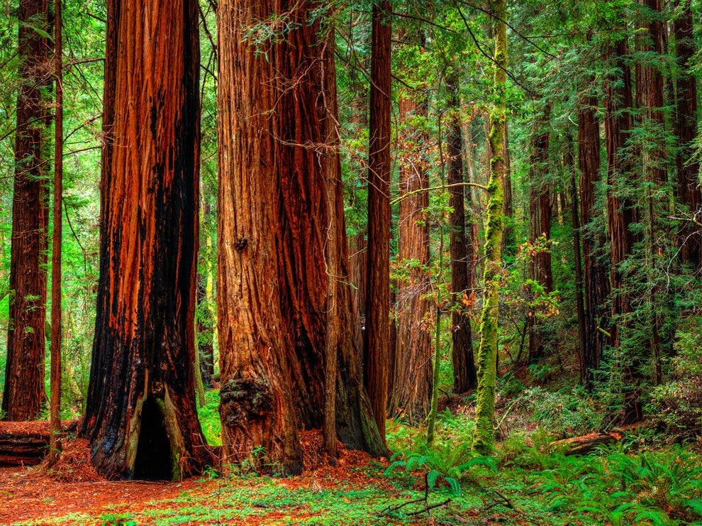 15 Seeds Redwood Coastal California Tree Sequoiadendron Sempervirens GroCo USA