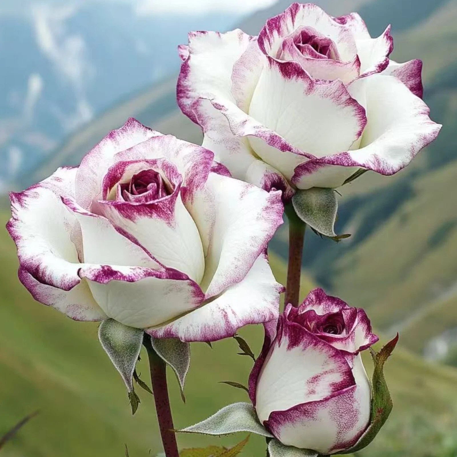 Two-Tone White and Purple Rose Seeds - Non-GMO Heirloom Rosa spp. for Garden, Flower Bed & Container Planting