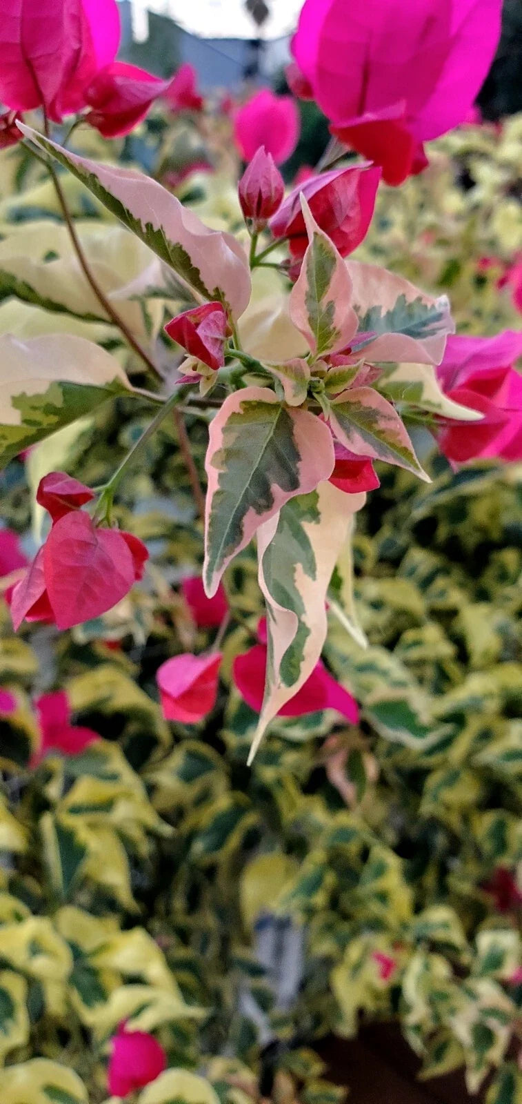 Bougainvillea Cuttings - Variegated Raspberry Ice Plant - Bougainvillea spp. - Climbing Vine, Garden Plant, Drought Tolerant