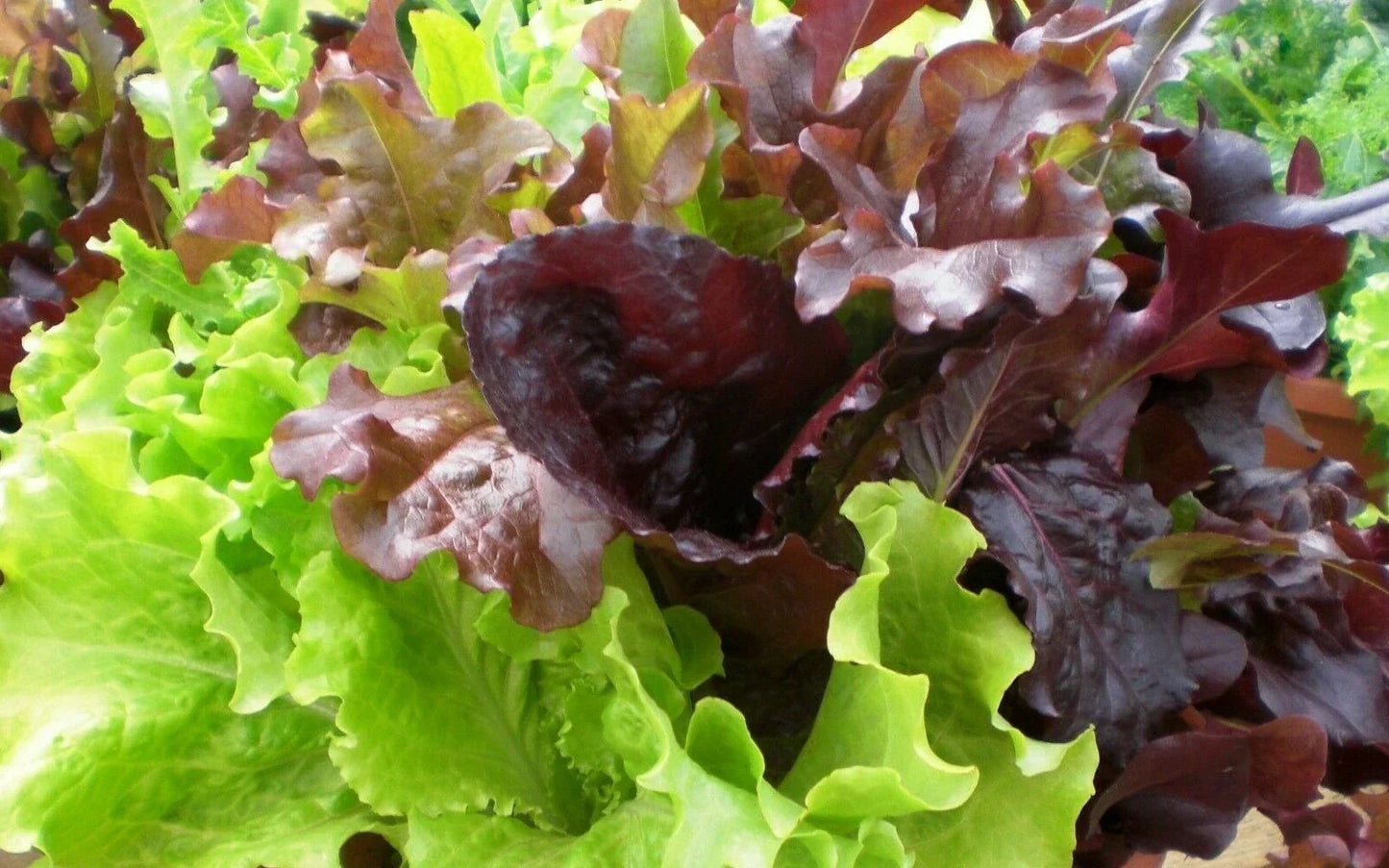 Gourmet Salad Blend Lettuce Seeds 500+ Non-GMO Vegetable Garden Seeds