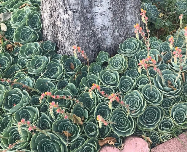 Echeveria Secunda Succulent Cuttings Pack - Lot of 5, 3 Inch Wide Rosette, Low Maintenance, Indoor Outdoor Cactus Plant