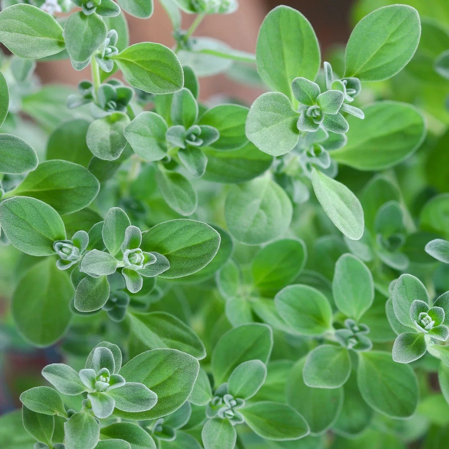 Sweet Marjoram Herb Seeds NON-GMO Knotted Marjoram Majorana Heirloom Variety