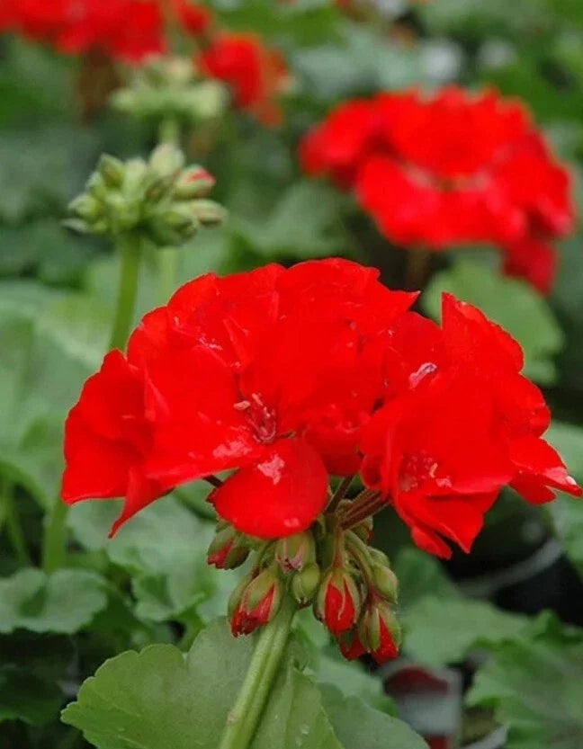 Geranium Plants 4" Pot Rocky Mountain Red Pelargonium x hortorum Live Garden Plant