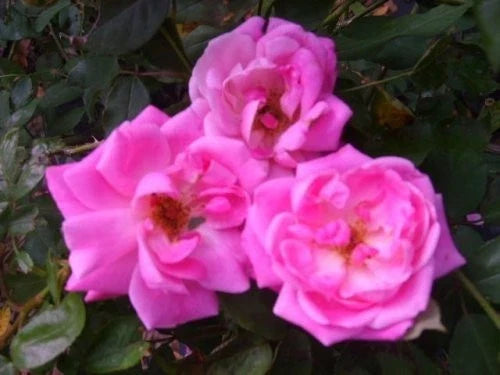 Blush Heirloom Antique Rose Plant - Double Pink Flowers - Own Root Rosa 'Old Bush Blush' - Garden, Border, Container