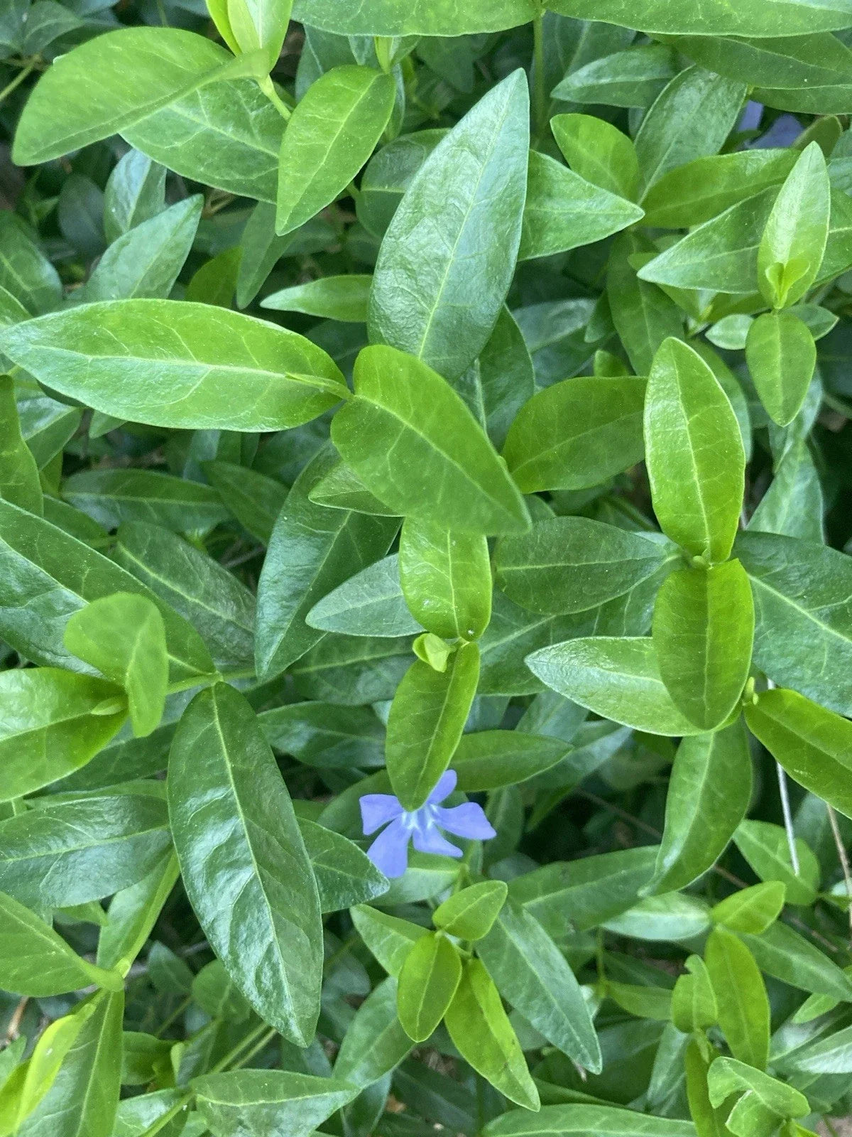 50 Rooted Vinca Minor Plants - Ground Cover Periwinkle - Purple & Blue Flowers - Hardy Vinca minor for Shade & Landscape