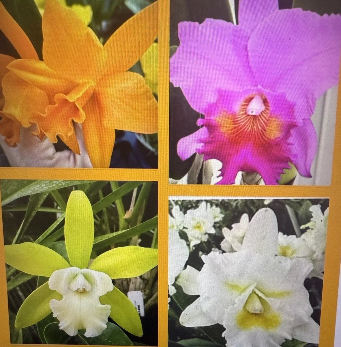 Orchid Plants - 4 Unique Varieties with 2 Rooted Stems, No Pot, Epiphytic or Terrestrial, Orchidaceae