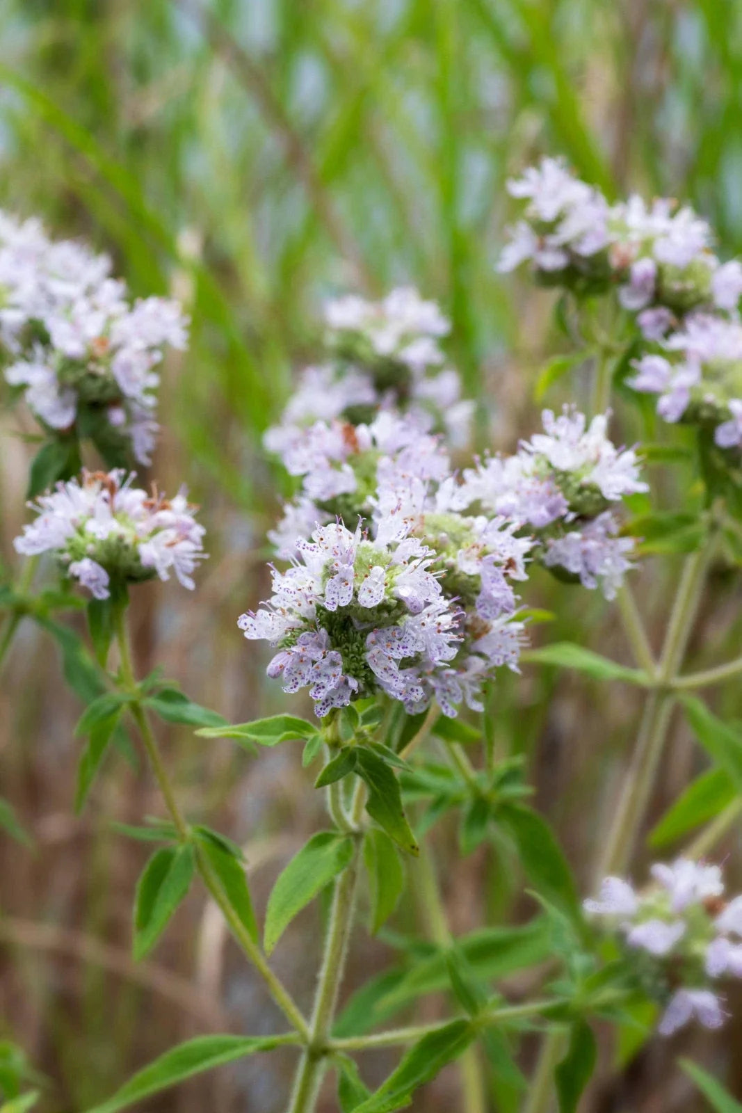 Mountain Mint Seeds - Non-GMO Pycnanthemum pilosum Herb Seeds for Gardening & Herbal Tea