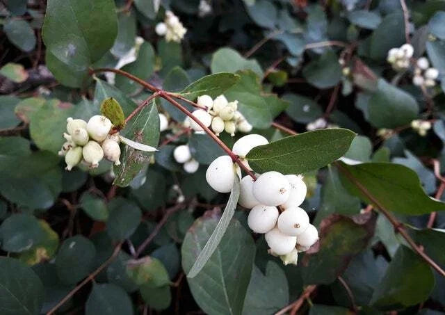 Snowberry Shrub Seeds - 50+ Non-GMO Symphoricarpos albus for Wildlife & Landscaping