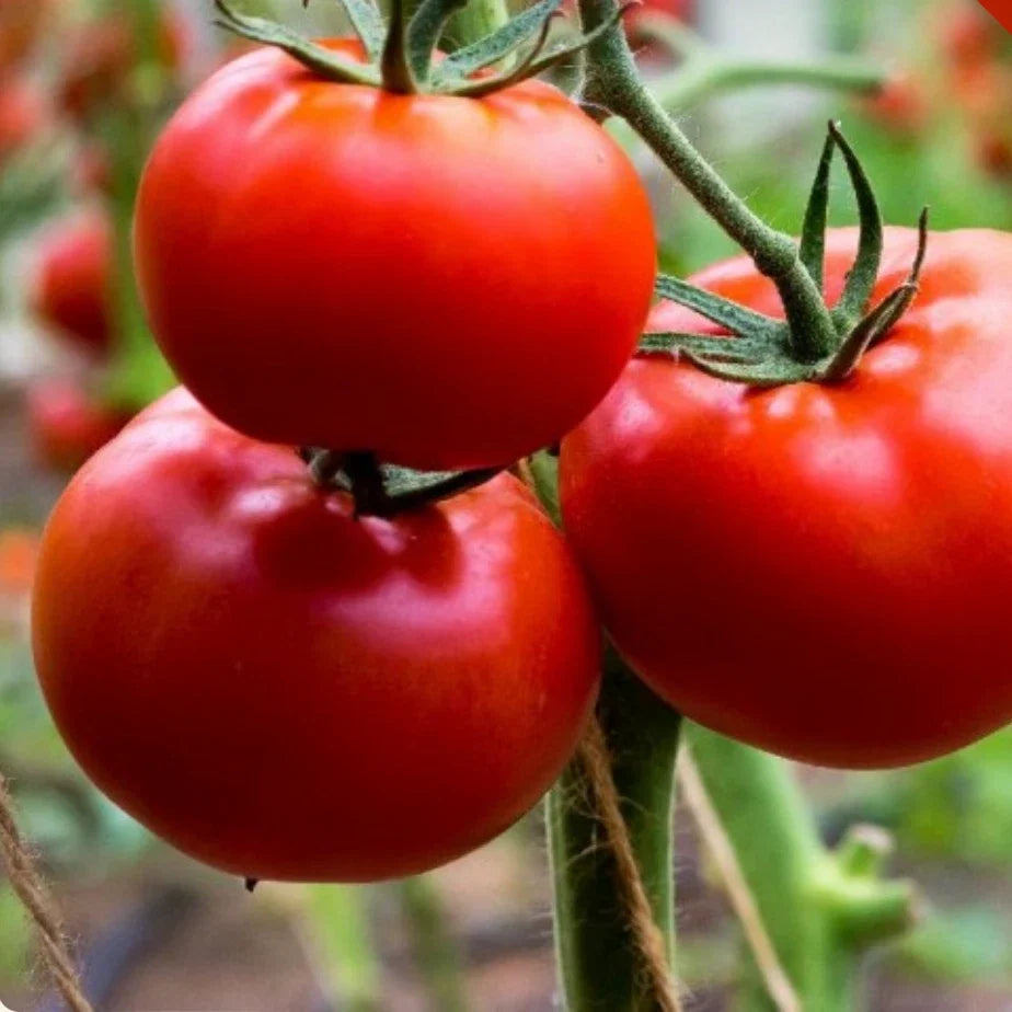 200 Ace 55 Tomato Seeds - Heirloom Non-GMO Solanum lycopersicum for Home Garden, Juicy, Sweet, High-Yield
