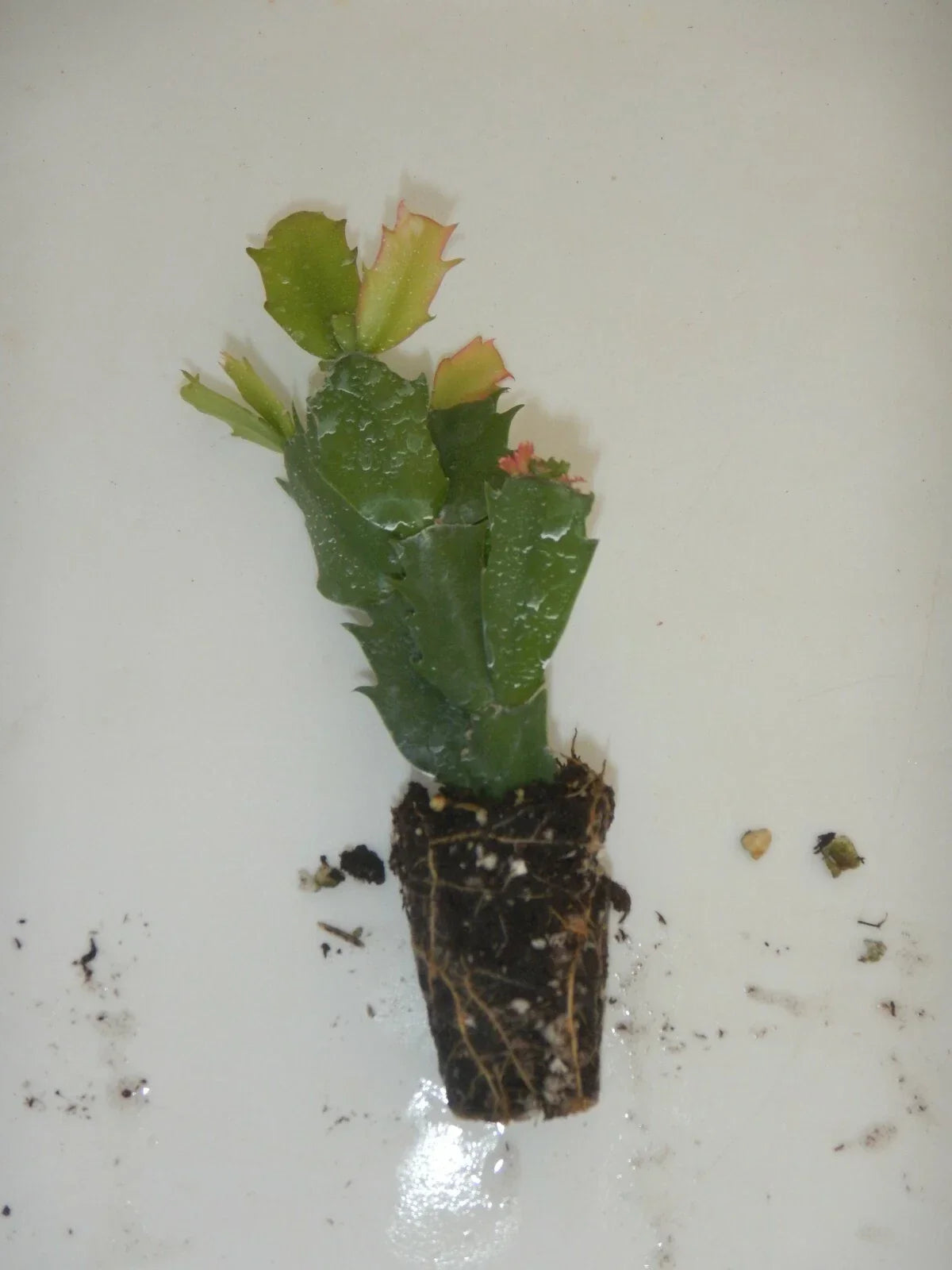 Christmas Cactus Starter Plant - Schlumbergera Truncata - Healthy Named Variety Indoor Plant