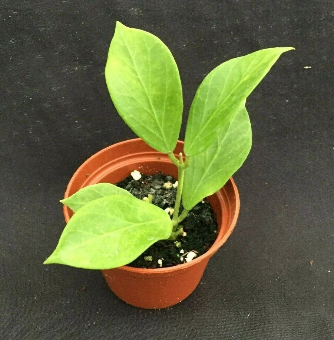 Hoya Obscura 'Philip' Rooted Plant in 2.5" Pot, Vining Indoor Plant with Green and Red Foliage
