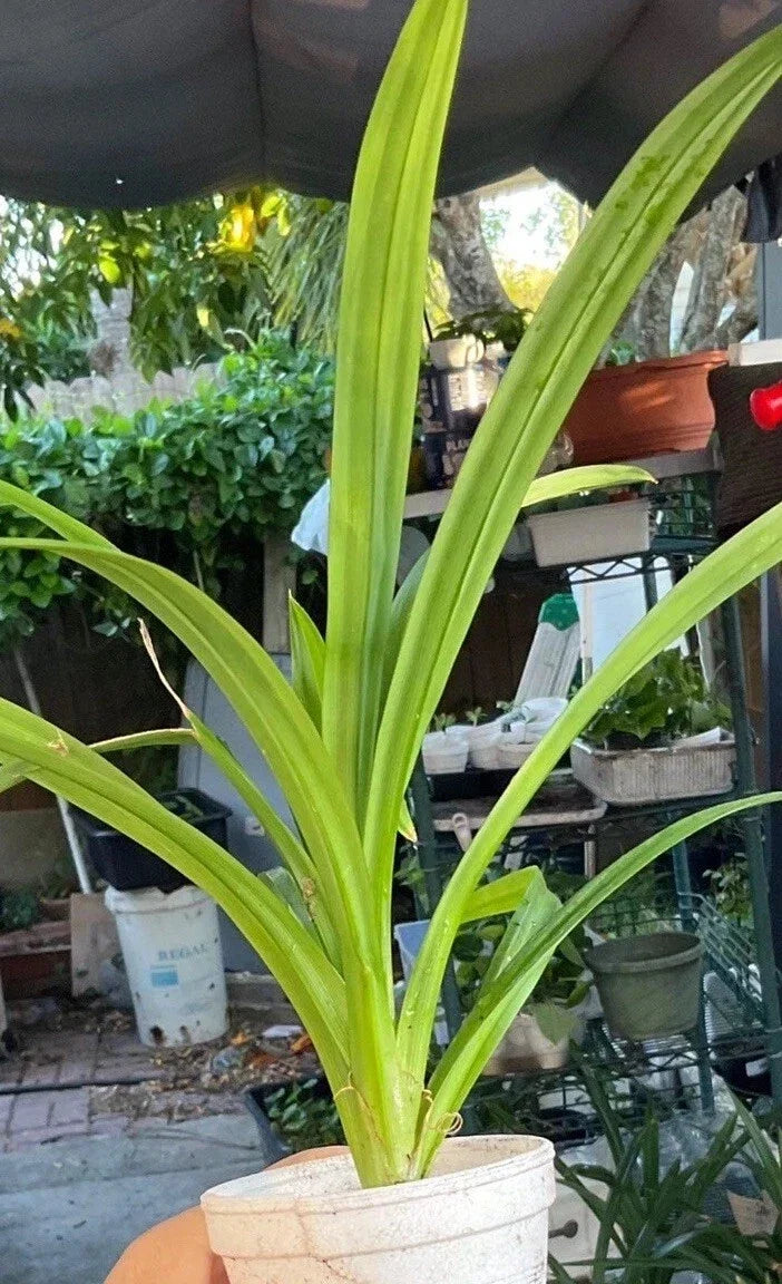 Live Cup Pandan Plant 6-10 Inches Tall, Aromatic Leaves, Pandanus amaryllifolius for Indoor & Outdoor Gardening