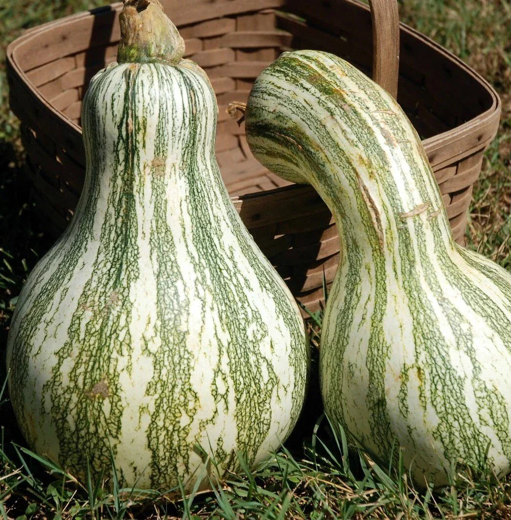 Cushaw Green Striped Pumpkin Seed NON-GMO | Tennessee Sweet Potato Variety