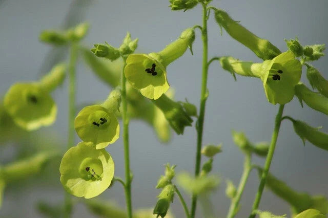 Nicotiana Alata Lime Green Flower Seeds – 200+ Premium Annual Seeds for Hummingbird Attraction