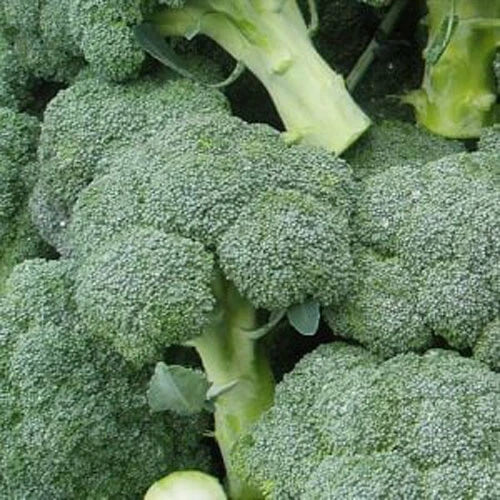 Broccoli Seeds 300+ Count Green Sprouting Calabrese Brassica oleracea Vegetable Garden Seeds for Home Growing