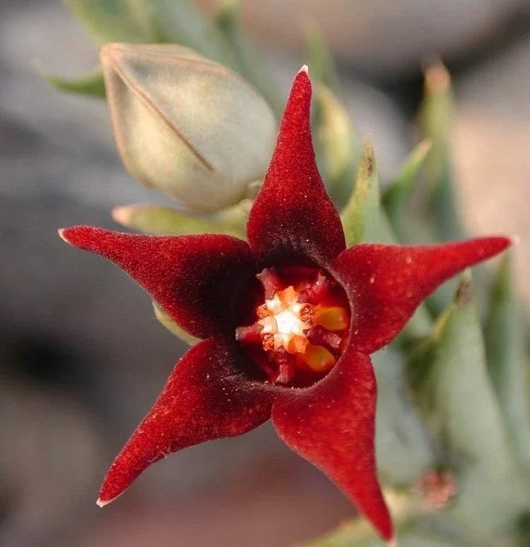Orbea Semitubiflora Succulent Plant 3.5" Potted Well-Rooted Starfish Flower Apocynaceae