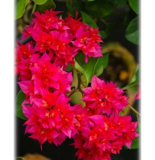 Live Bougainvillea Starter Plant - Double Red Variety - Rare HTF - Well Rooted - Bougainvillea spectabilis
