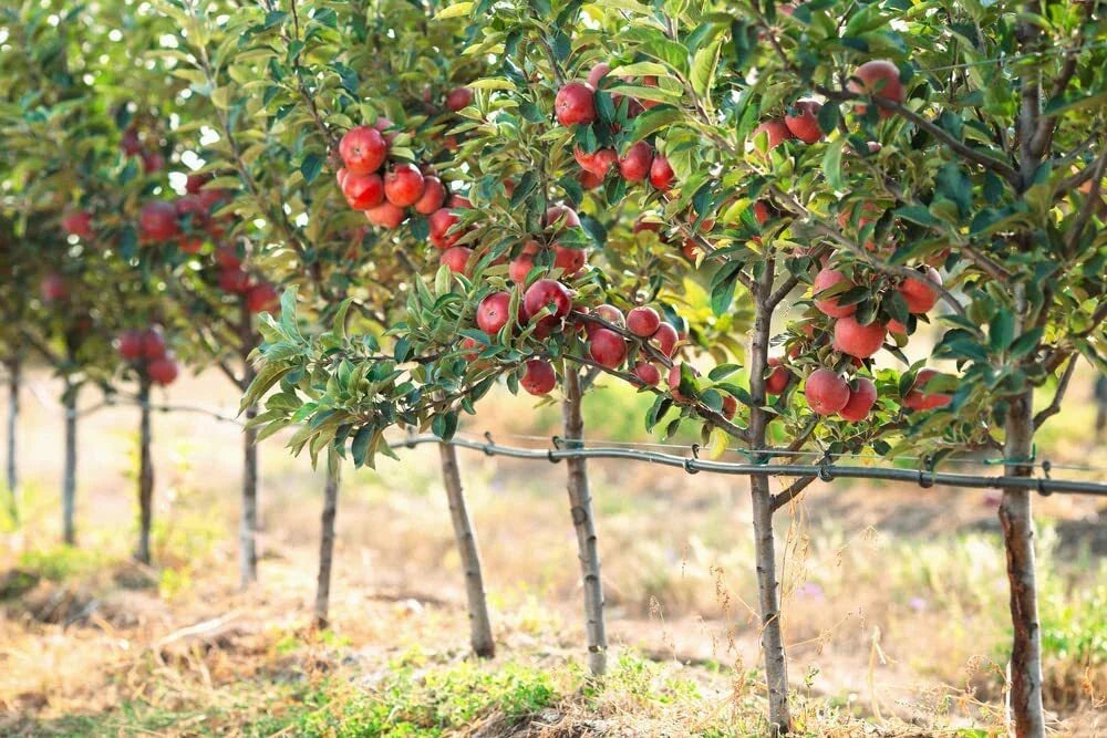 Apple Tree Seeds - 30 Seeds of Malus pumila - Sweet Delicious Apples for Home Gardens