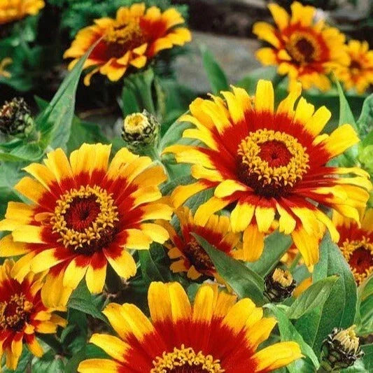 Mexican Sombrero Zinnia Seeds - 100 Double Bloom Flower Seeds - Zinnia elegans - Bright Multi-Color, Easy to Grow, Heirloom
