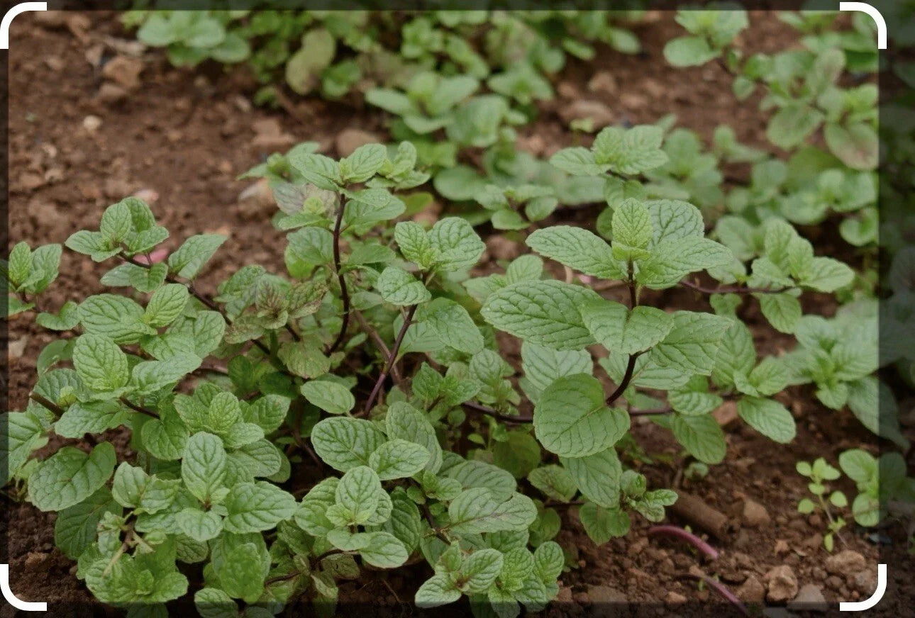 Live Chocolate Mint Herb Starter Plants - 3 Pack, Mentha x piperita 'Chocolate', Scented Indoor Gardening, Culinary Mint, Aromatic Herb