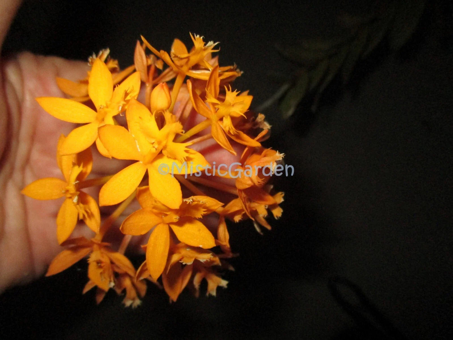 Epidendrum Orchid Cuttings - Dark Yellow - 2 Healthy Propagation Clippings - Indoor or Garden Plant - Epidendrum spp.
