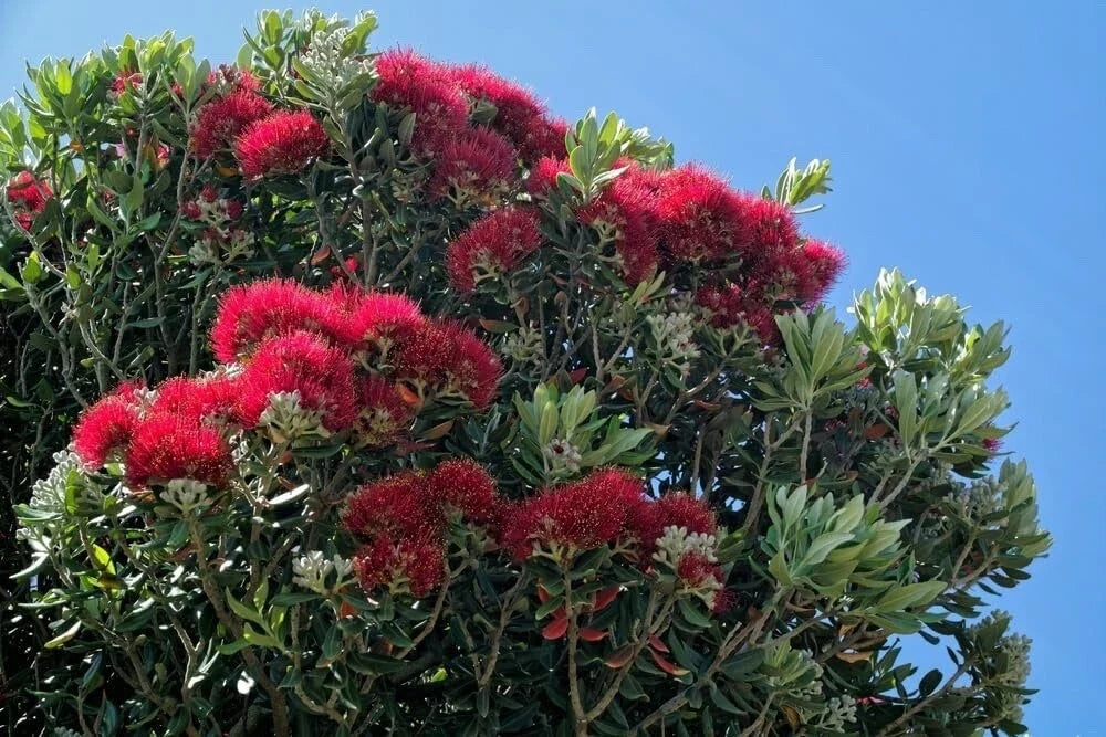 New Zealand Christmas Tree Seeds - 40 Pack - Metrosideros excelsa - Evergreen Foliage & Vibrant Flowers for Garden & Landscape