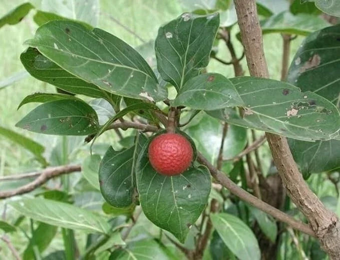 African Red Peach Tree Seeds - Nauclea latifolia for Planting, Fruit-Bearing, Ornamental, 20 Pack