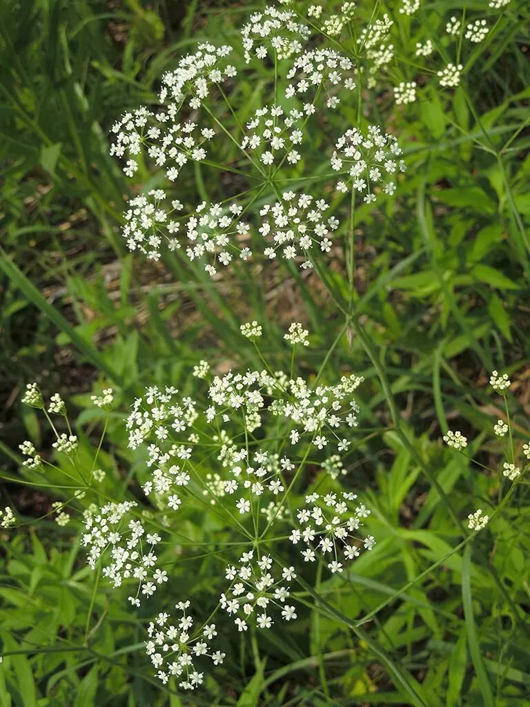 Wild Dill Seeds 50 Pack Perideridia Americana Heirloom Culinary Herb for Gardens