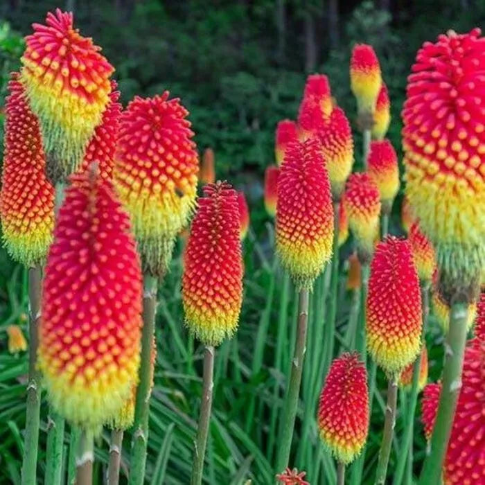 Royal Castle Torch Lily Seeds | Kniphofia uvaria Perennial Flower Seeds | Hot Poker Plant for Gardens & Borders