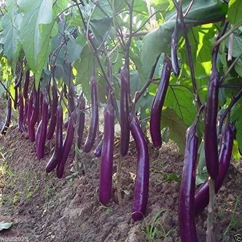 Long Purple Eggplant Seeds | Non-GMO Heirloom Solanum melongena | 150+ Planting Seeds for Garden Growth