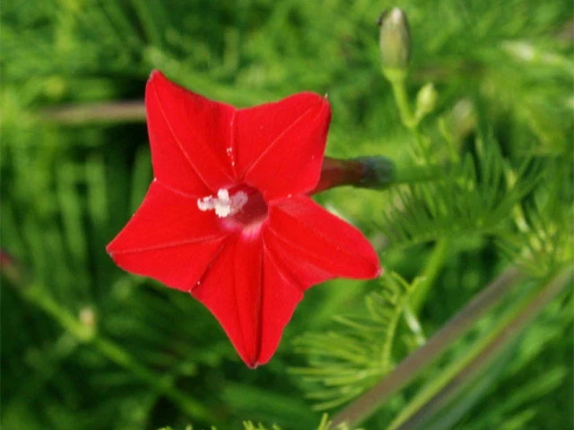 Cardinalis Morning Glory Seeds - Climbing Vine, Bright Red Blooms, Ipomoea purpurea, Garden Flower Seeds, Fast-Growing, Pollinator Attracting