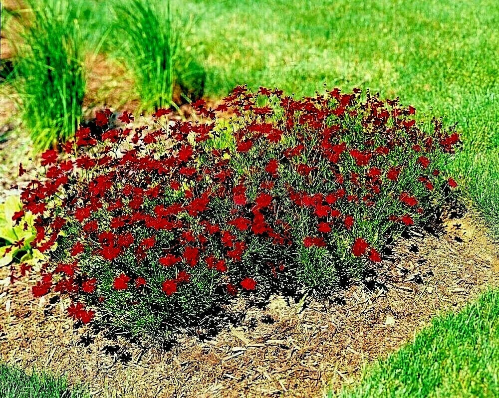 Dwarf Red Plains Coreopsis Seeds | Native Wildflower for Drought & Heat Tolerance | Pollinator-Friendly Coreopsis tinctoria