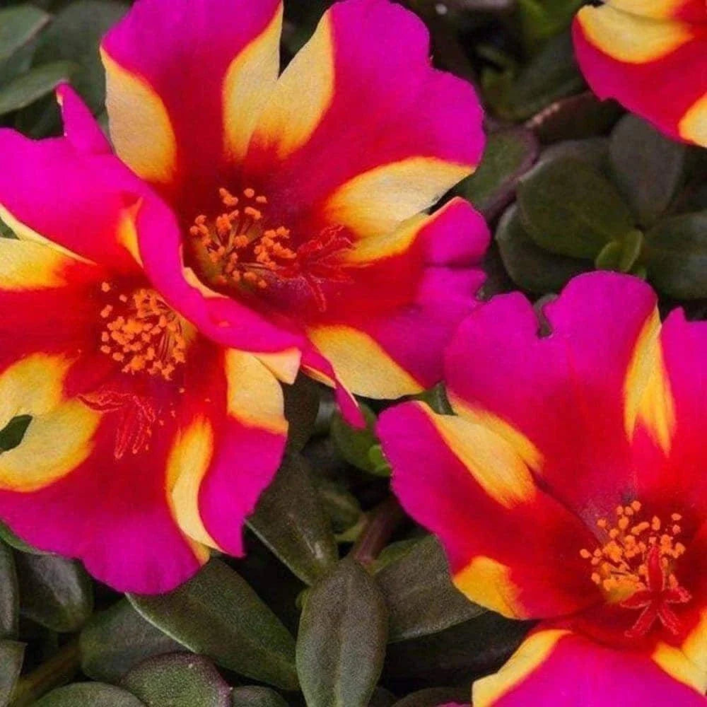 Watermelon Punch Portulaca Oleracea Succulent Seeds - Colorful Ground Cover Plant for Garden or Containers