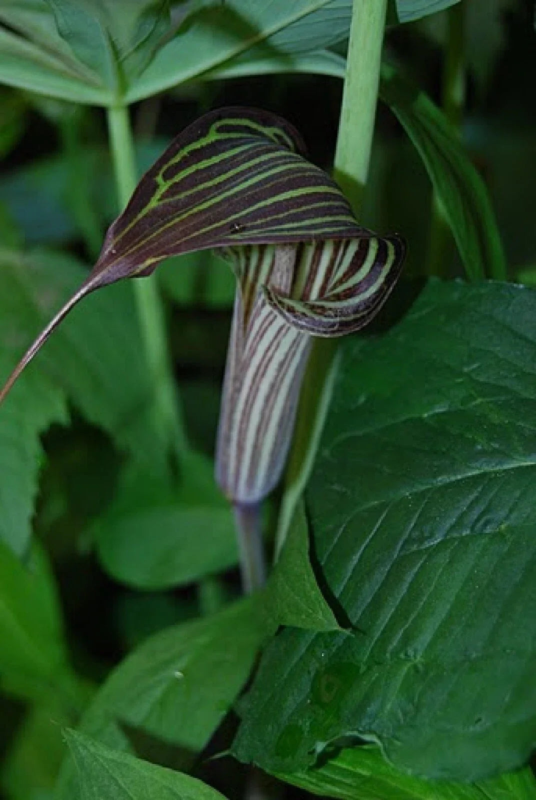 Cobra Lily Seeds - 4 Untreated Arisaema c. Garden Seeds for Shade, Pollinator Attracting, Easy to Grow