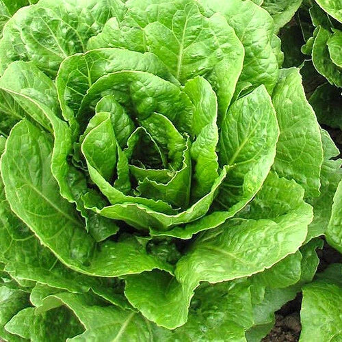 Buttercrunch Lettuce Seeds | Heirloom Non-GMO Lactuca sativa | AAS Winner, Loose-Leaf, Packaged Seeds