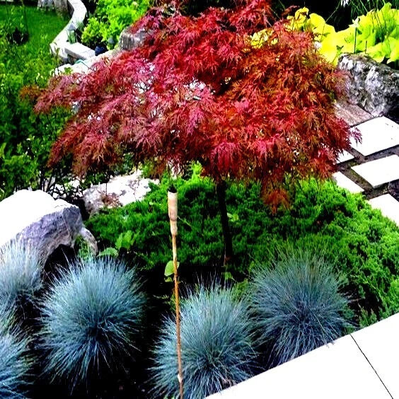 Dwarf Japanese Red Linear Leaf Maple Seeds Acer Scolopendrifolium Bonsai Variety 5 Pack