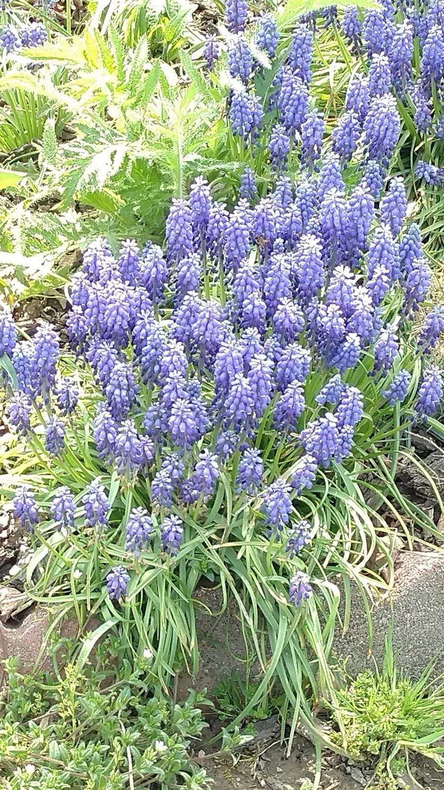 Grape Hyacinth Bulbs 10 Pack – Muscari armeniacum Bare Root Perennial Bluebells for Garden, Borders, Containers