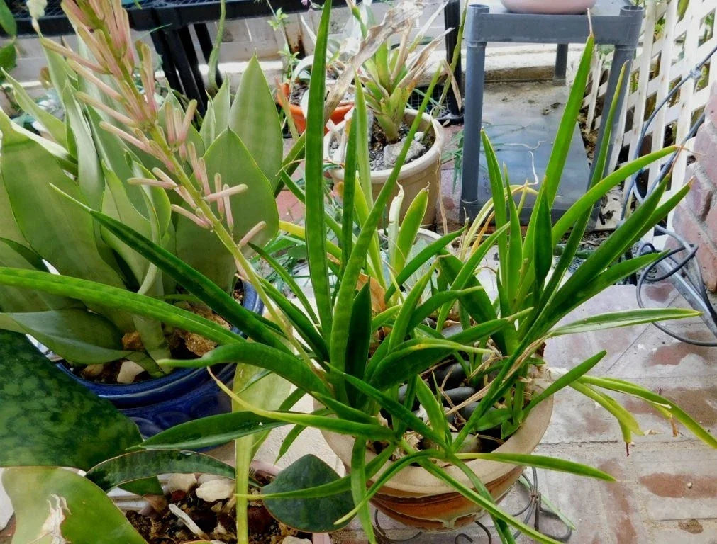 Sansevieria Aethiopica Bowstring Hemp Plant - Bare Root Indoor Air Purifying Sanseveria