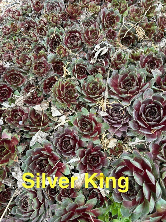 10 Live Hardy Sempervivum Silver King Succulents - Hens and Chicks for Zones 4-8