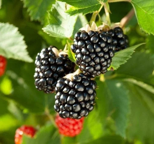 Thornless Blackberry Seeds Pack of 45 – Triple Crown, Chester, Natchez – Rubus fruticosus, Fruit-bearing, Easy Harvest