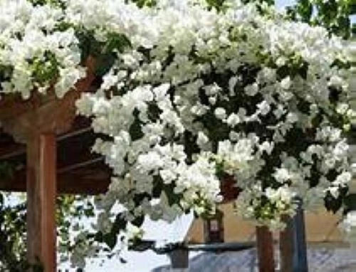 Bougainvillea Plant - Small Well-Rooted Starter - Keywest White - Rare Tropical Climber - Bougainvillea glabra