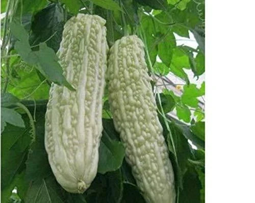 Bitter Gourd Seeds for Planting - Chinese Green or White Balsam Pear - Momordica charantia, Climbing Vine, Heirloom, Organic