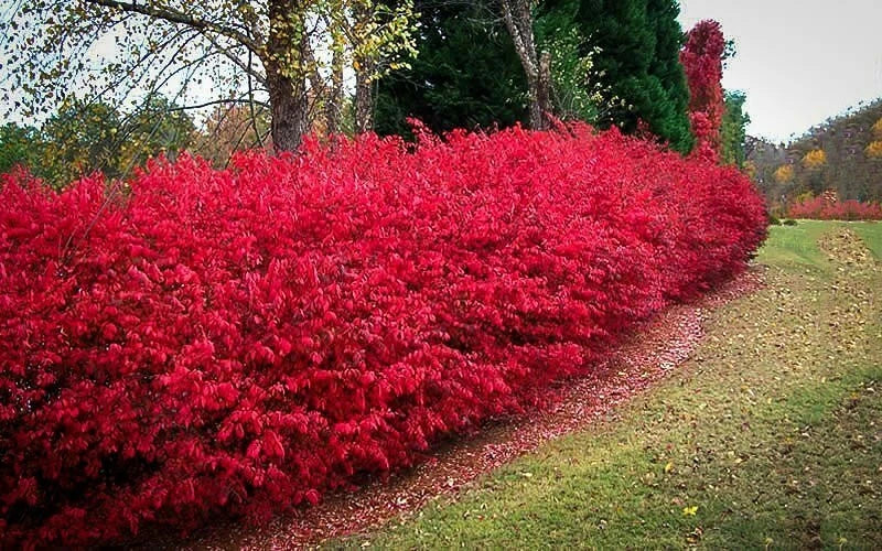 Burning Bush Cuttings Set of 12 | Unrooted Euonymus alatus Shrubs for Hedges & Landscaping