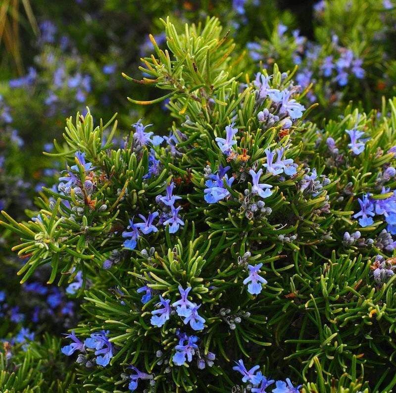 Rosemary Live Plant Upright Variety 6-8 Inches Tall Rosmarinus officinalis