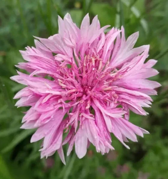Pink Bachelor Button Seeds - 400+ Pack, Tall Cornflower, Pink Flowers, Centaurea Cyanus, Annual Garden Seeds
