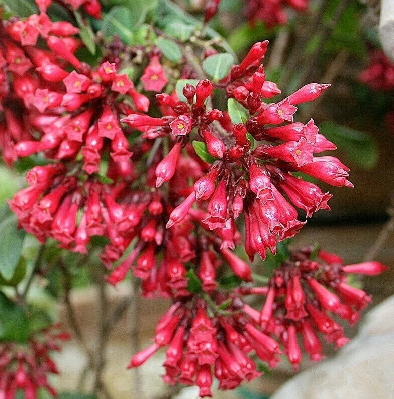 Red Jasmine Live Plant 6-8 Inches Tropical Shrub Cestrum Newellii for Gardens & Containers