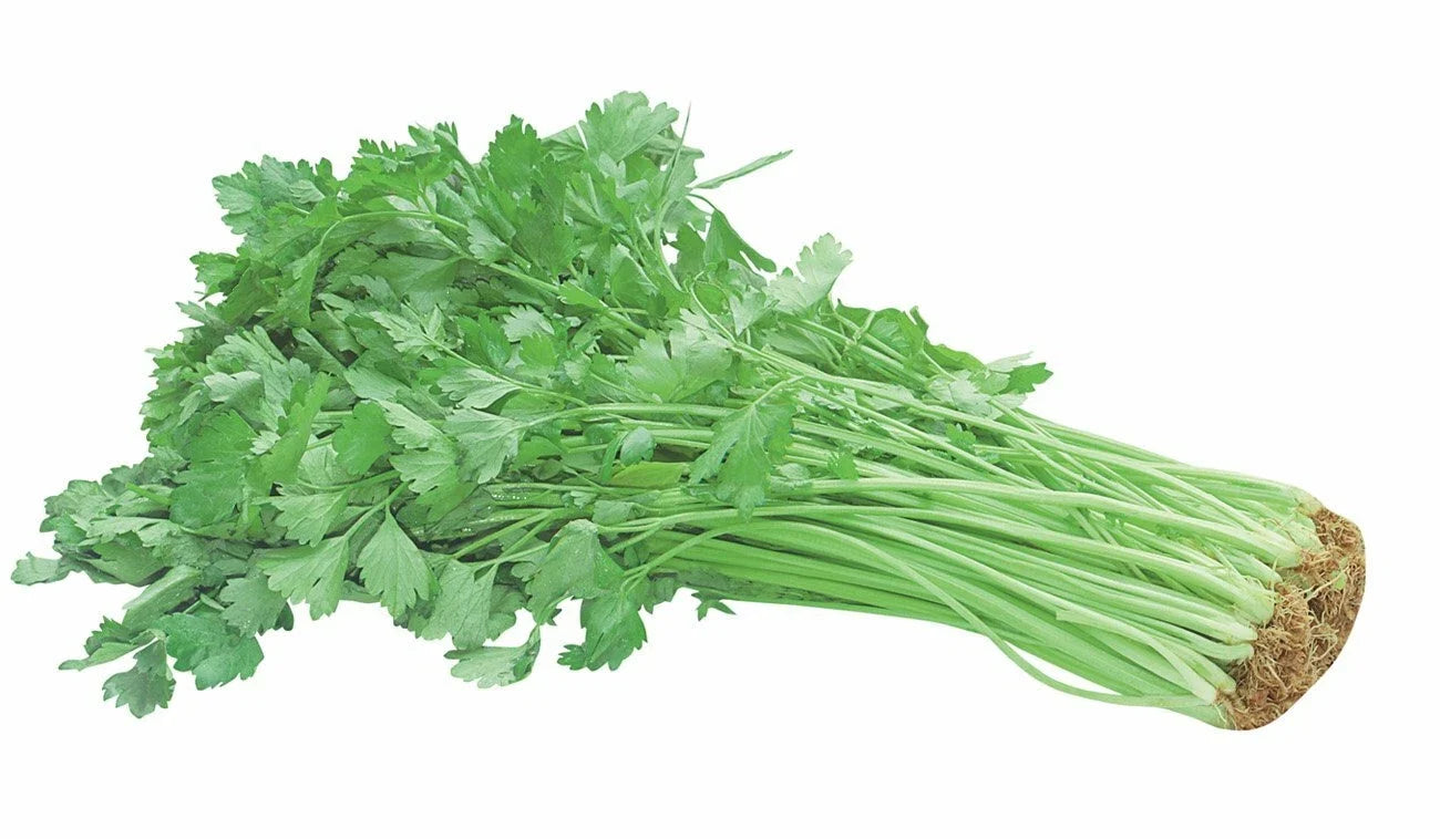 Chinese Celery Seeds – Over 100 Non-GMO Heirloom Seeds for Apium graveolens var. secalinum, Asian Cuisine, Stir-fry, Salad, Soup
