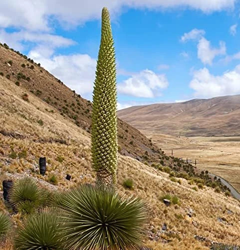 Queen of The Andes Seeds - 15 Rare Puya raimondii Seeds for Exotic Garden Growth, Low Maintenance, Hardy, Pollinator Attracting