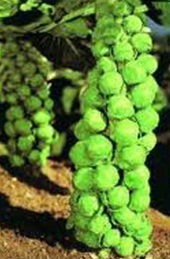 Brussels Sprouts Seeds – 25+ Heirloom Churchill Variety, Organic, Brassica oleracea var. gemmifera, Early, Compact, Home Garden