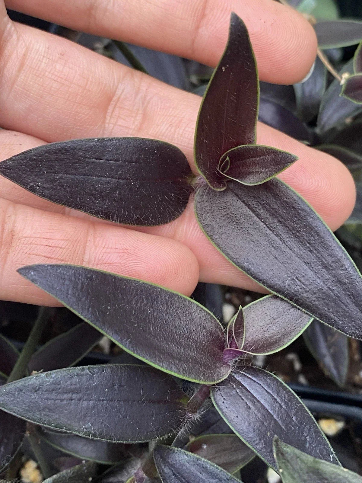 Dark Desire Wandering Dude Cuttings - Rare Tradescantia Jose Puig 2 Rooted Houseplants